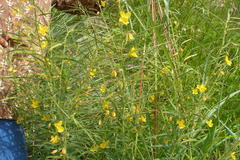 Chamaecrista mimosoides